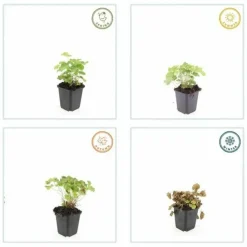 La Green Touch - Alchémille commune x20 – entre 1,25 et 1,67m2 Hot