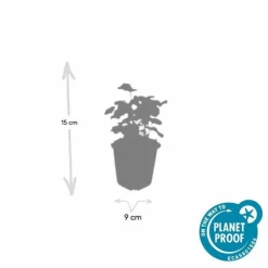 La Green Touch Plantes Vivaces | - Alchémille commune x40 – entre 2,5 et 3,33m2