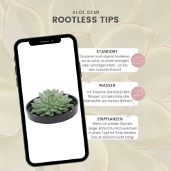 La Green Touch Plantes Vivaces | - Alchémille commune x40 – entre 2,5 et 3,33m2
