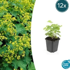 La Green Touch Plantes Vivaces | - Alchémille commune x40 – entre 2,5 et 3,33m2