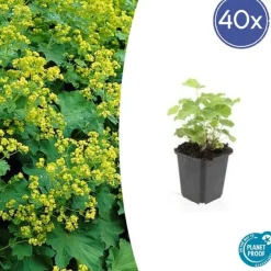 La Green Touch Plantes Vivaces | - Alchémille commune x40 – entre 2,5 et 3,33m2