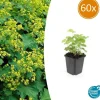 La Green Touch - Alchémille commune x60 – entre 3,75 et 5m2 Sale