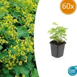 La Green Touch - Alchémille commune x60 – entre 3,75 et 5m2 Sale