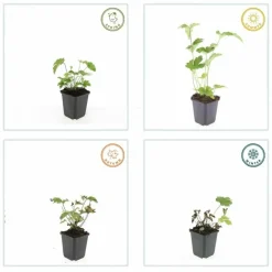 La Green Touch - Anémone du japon 'robustissima' x20 – entre 1,25 et 1,67m2 Discount