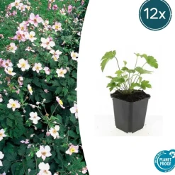 La Green Touch - Anémone du japon 'robustissima' x20 – entre 1,25 et 1,67m2 Discount