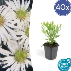 La Green Touch - Aster du japon 'ashvi' x40 – entre 2,5 et 3,33m2 Sale