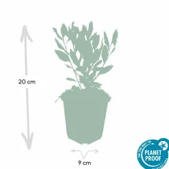 La Green Touch - Aster du japon 'ashvi' x40 – entre 2,5 et 3,33m2 Sale