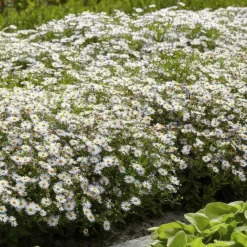 La Green Touch - Aster du japon 'ashvi' x6 – entre 0,38 et 0,5m2 Outlet