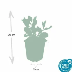 La Green Touch - Aster du japon 'asran' x20 – entre 1,25 et 1,67m2 Discount