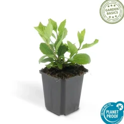 La Green Touch - Aster du japon 'asran' x20 – entre 1,25 et 1,67m2 Discount