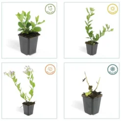La Green Touch - Aster du japon 'asran' x20 – entre 1,25 et 1,67m2 Discount