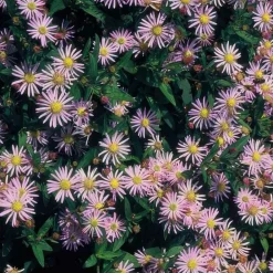 La Green Touch - Aster du japon 'asran' x20 – entre 1,25 et 1,67m2 Discount