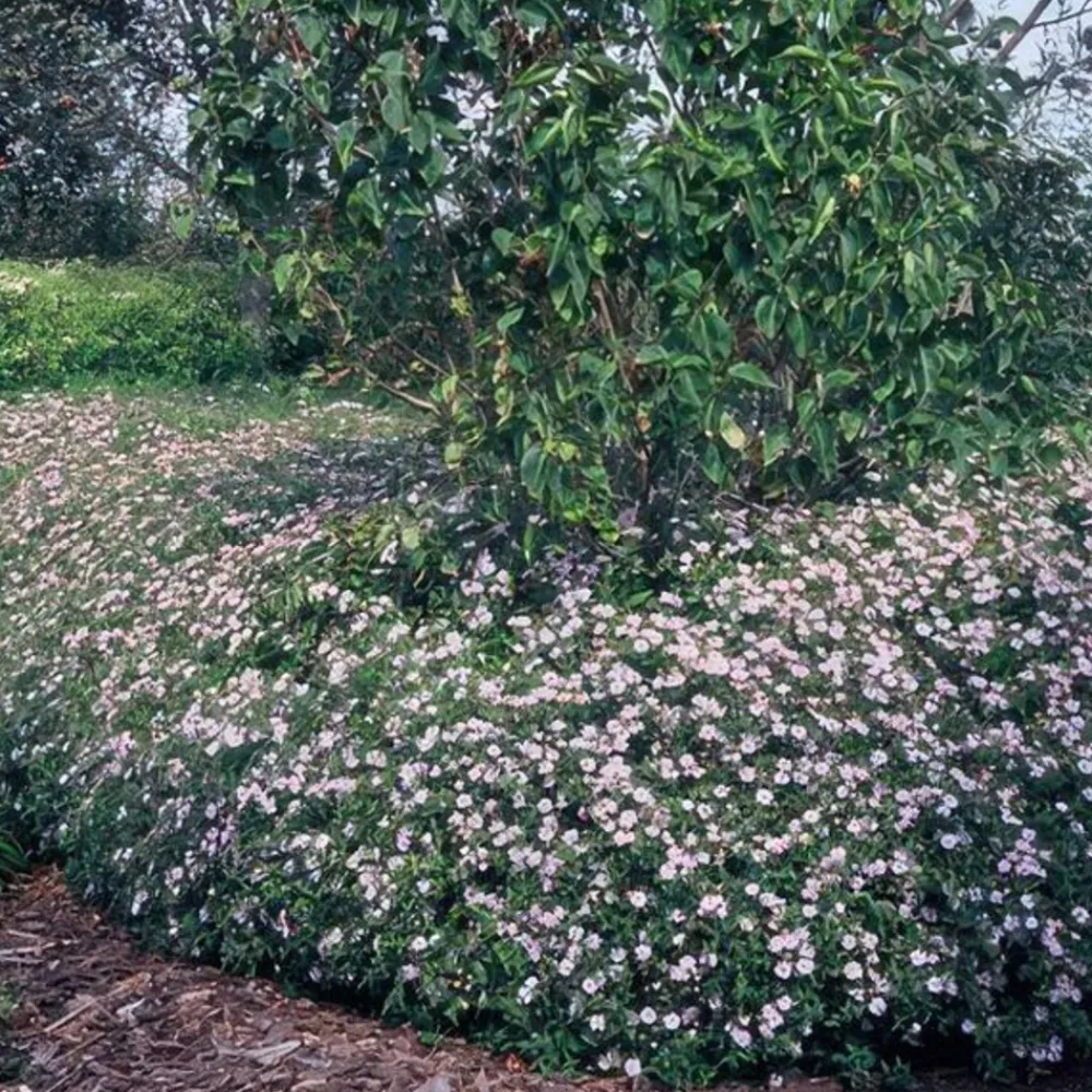 La Green Touch - Aster du japon 'asran' x20 – entre 1,25 et 1,67m2 Discount