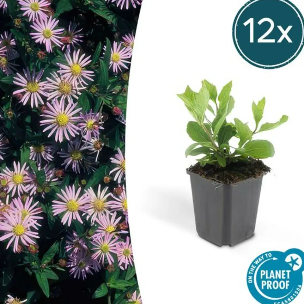 La Green Touch - Aster du japon 'asran' x20 – entre 1,25 et 1,67m2 Discount