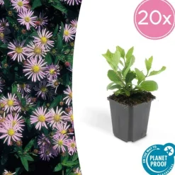 La Green Touch - Aster du japon 'asran' x20 – entre 1,25 et 1,67m2 Discount