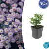 La Green Touch - Aster du japon 'stardust' x40 – entre 2,5 et 3,33m2 Online