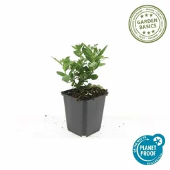 La Green Touch - Aster du japon 'stardust' x40 – entre 2,5 et 3,33m2 Online