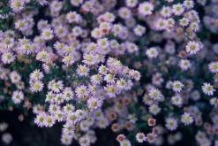 La Green Touch - Aster du japon 'stardust' x40 – entre 2,5 et 3,33m2 Online