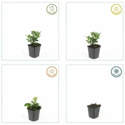 La Green Touch - Aster du japon 'stardust' x40 – entre 2,5 et 3,33m2 Online