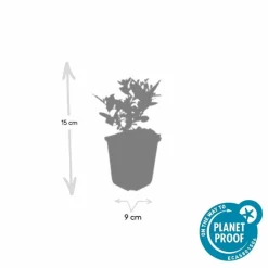 La Green Touch - Aster du japon 'stardust' x40 – entre 2,5 et 3,33m2 Online
