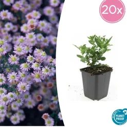 La Green Touch - Aster du japon 'stardust' x40 – entre 2,5 et 3,33m2 Online