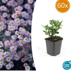 La Green Touch - Aster du japon 'stardust' x60 – entre 3,75 et 5m2 Discount