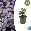La Green Touch Plantes Vivaces | - Aster du japon 'stardust' x6 – entre 0,38 et 0,5m2