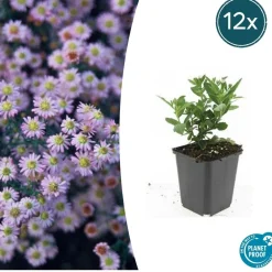 La Green Touch Plantes Vivaces | - Aster du japon 'stardust' x6 – entre 0,38 et 0,5m2