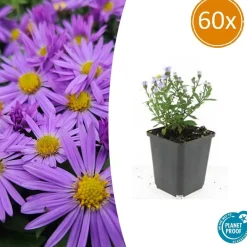La Green Touch Plantes Vivaces | - Aster nain d'automne 'prof. Anton kippenberg' x60 – entre 3,75 et 5m2