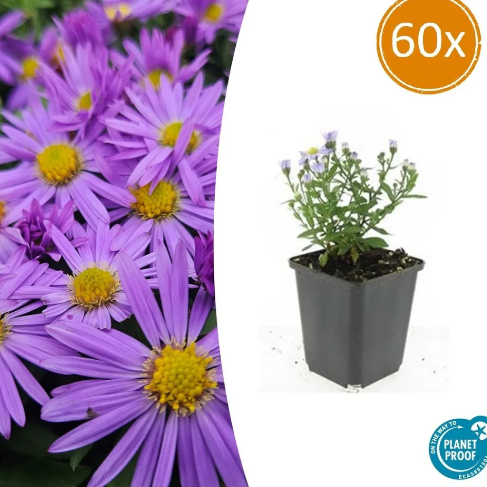 La Green Touch Plantes Vivaces | - Aster nain d'automne 'prof. Anton kippenberg' x60 – entre 3,75 et 5m2