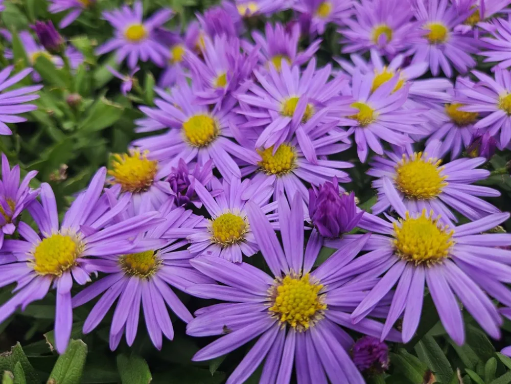 La Green Touch Plantes Vivaces | - Aster nain d'automne 'prof. Anton kippenberg' x60 – entre 3,75 et 5m2