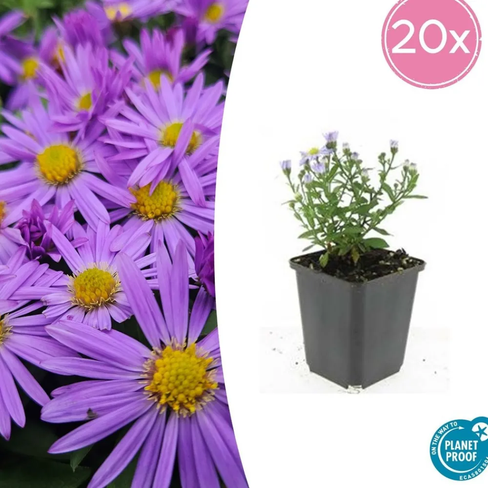 La Green Touch Plantes Vivaces | - Aster nain d'automne 'prof. Anton kippenberg' x60 – entre 3,75 et 5m2