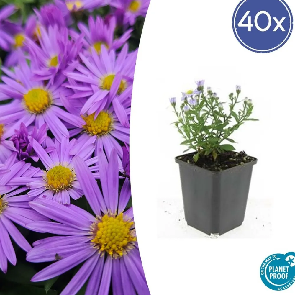 La Green Touch Plantes Vivaces | - Aster nain d'automne 'prof. Anton kippenberg' x60 – entre 3,75 et 5m2