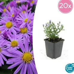 La Green Touch - Aster nain d'automne 'prof. Anton kippenberg' x20 – entre 1,25 et 1,67m2 Best