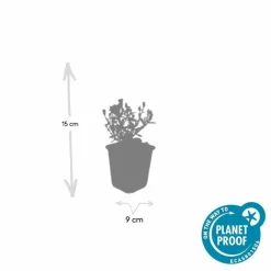 La Green Touch Plantes Vivaces | - Aster nain d'automne 'prof. Anton kippenberg' x40 – entre 2,5 et 3,33m2