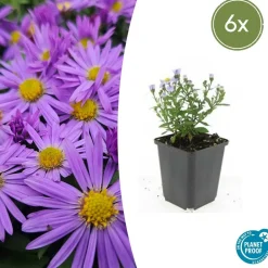 La Green Touch - Aster nain d'automne 'prof. Anton kippenberg' x6 – entre 0,38 et 0,5m2 Sale