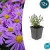La Green Touch Plantes Vivaces | - Aster nain d'automne 'prof. Anton kippenberg' x12 – entre 0,75 et 1m2