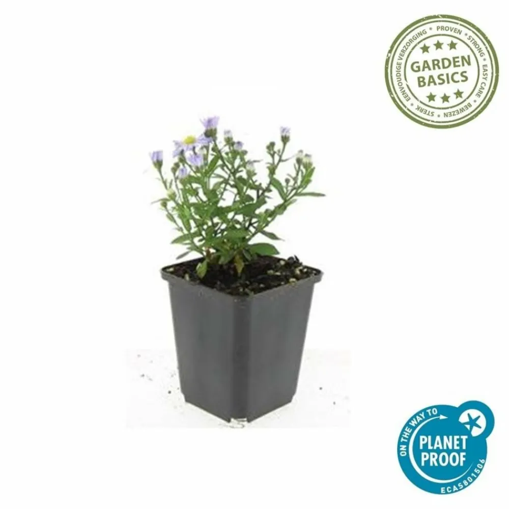 La Green Touch Plantes Vivaces | - Aster nain d'automne 'prof. Anton kippenberg' x12 – entre 0,75 et 1m2