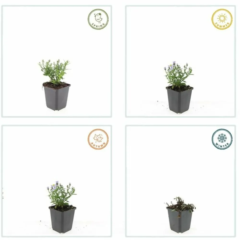 La Green Touch Plantes Vivaces | - Aster nain d'automne 'prof. Anton kippenberg' x12 – entre 0,75 et 1m2