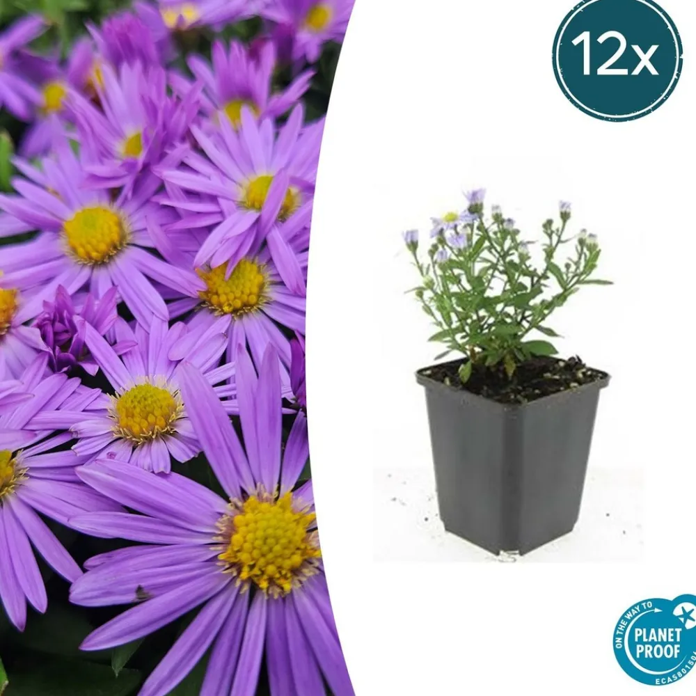 La Green Touch Plantes Vivaces | - Aster nain d'automne 'prof. Anton kippenberg' x12 – entre 0,75 et 1m2