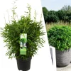La Green Touch Arbres Et Arbustes | - Bambou fargesia 'moontears' pot ø 29 cm