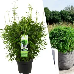 La Green Touch Arbres Et Arbustes | - Bambou fargesia 'moontears' pot ø 29 cm