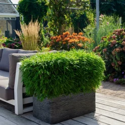 La Green Touch Arbres Et Arbustes | - Bambou fargesia 'moontears' pot ø 29 cm