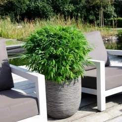 La Green Touch Arbres Et Arbustes | - Bambou fargesia 'moontears' pot ø 29 cm