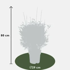 La Green Touch Arbres Et Arbustes | - Bambou fargesia 'moontears' pot ø 29 cm