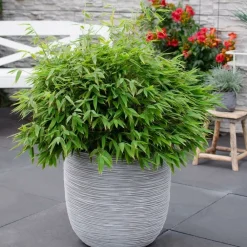 La Green Touch Arbres Et Arbustes | - Bambou fargesia 'moontears' pot ø 29 cm
