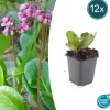 La Green Touch Plantes Vivaces | - Bergenia à feuilles en cœur 'herbstblüte' x12 – entre 0,75 et 1m2