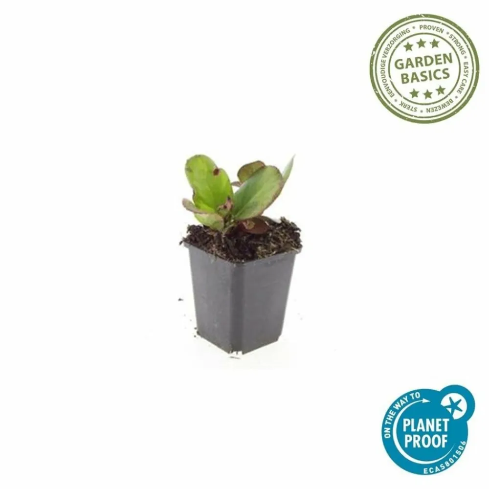 La Green Touch Plantes Vivaces | - Bergenia à feuilles en cœur 'herbstblüte' x12 – entre 0,75 et 1m2