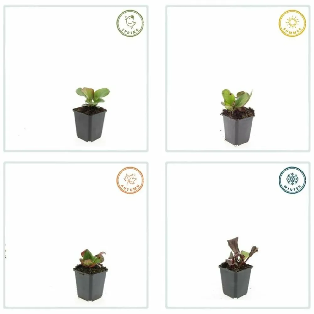 La Green Touch Plantes Vivaces | - Bergenia à feuilles en cœur 'herbstblüte' x12 – entre 0,75 et 1m2