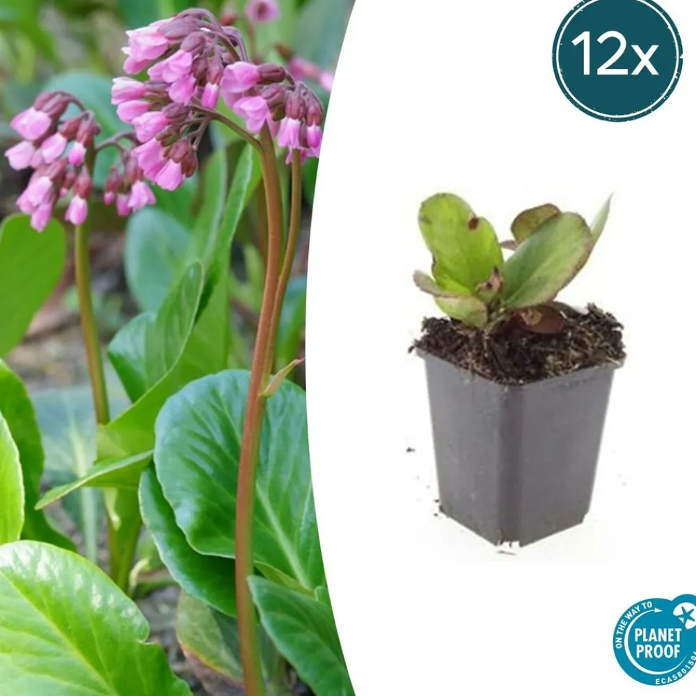 La Green Touch Plantes Vivaces | - Bergenia à feuilles en cœur 'herbstblüte' x12 – entre 0,75 et 1m2